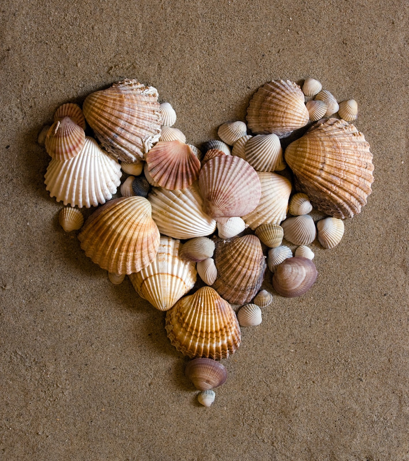 Splendid Design: Decorating with sea shells