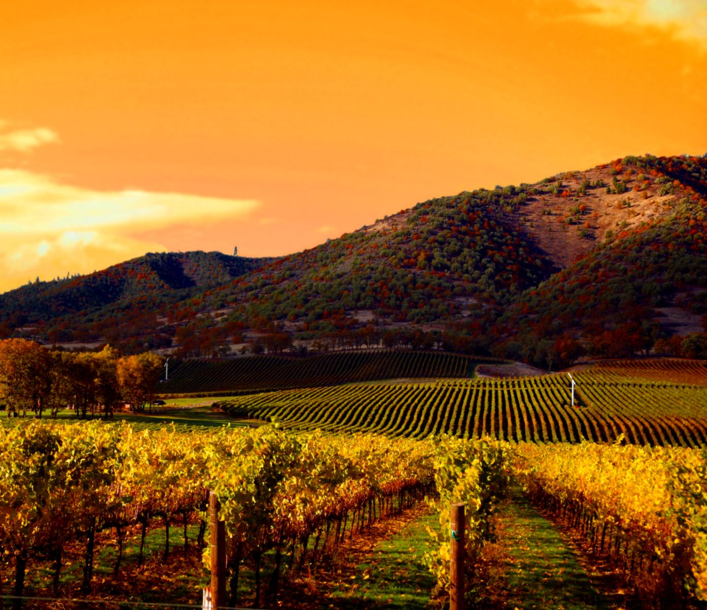 Images Of Napa Valley Vineyards | Zoom Wallpapers