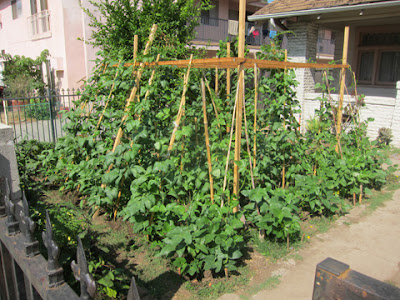 Front Yard Vegetable Garden Update | My Reader Starred Items