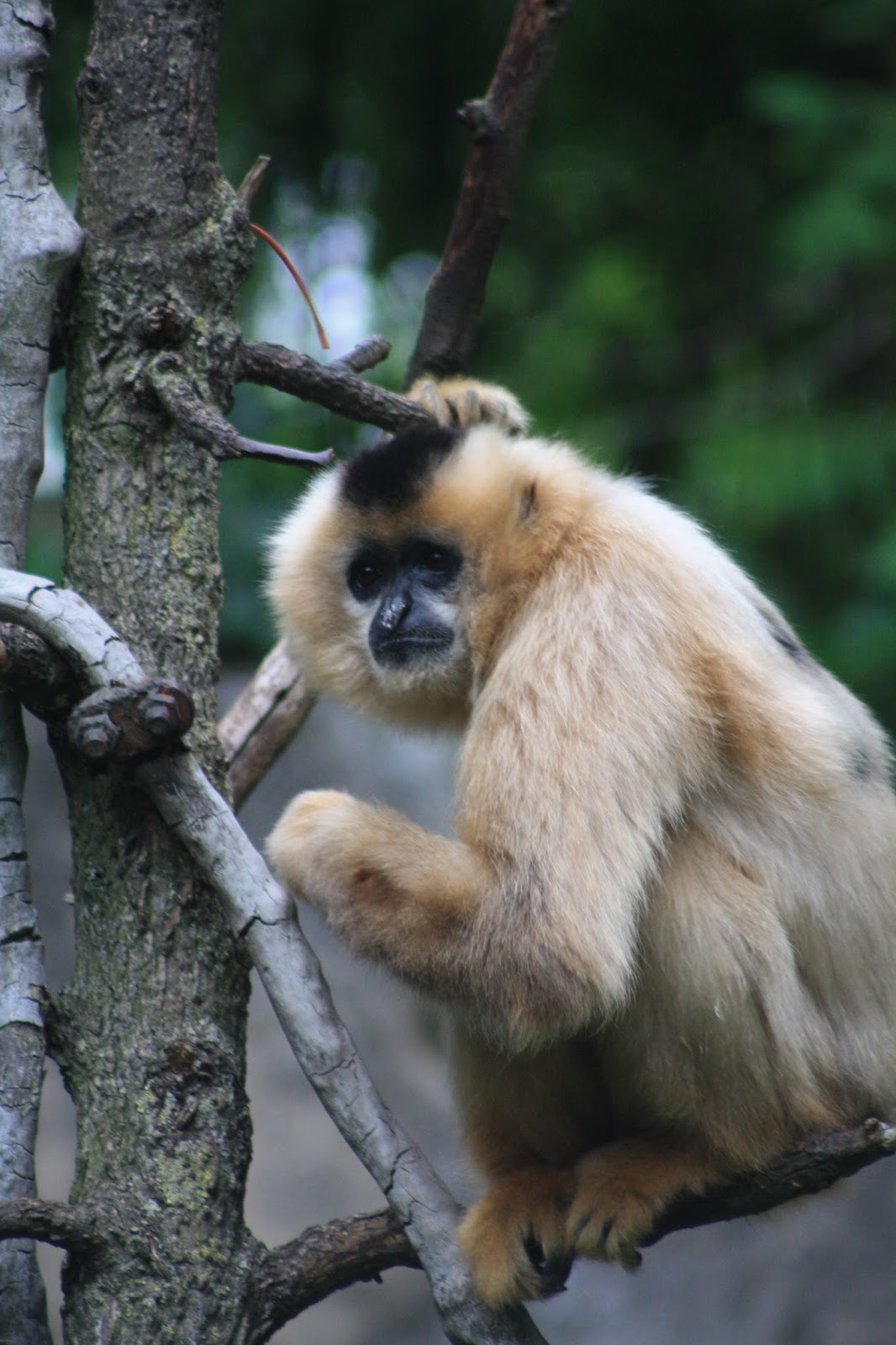 Mischas Reiseseite: Der Zoo in Hannover