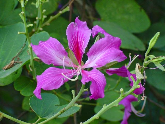 Tanaman yg mempunyai nama latin Bauhinia purpurea L ini termasuk ke dalam golongan tanama Manfaat & Khasiat Bunga Kupu - Kupu (Bauhinia Purpurea)