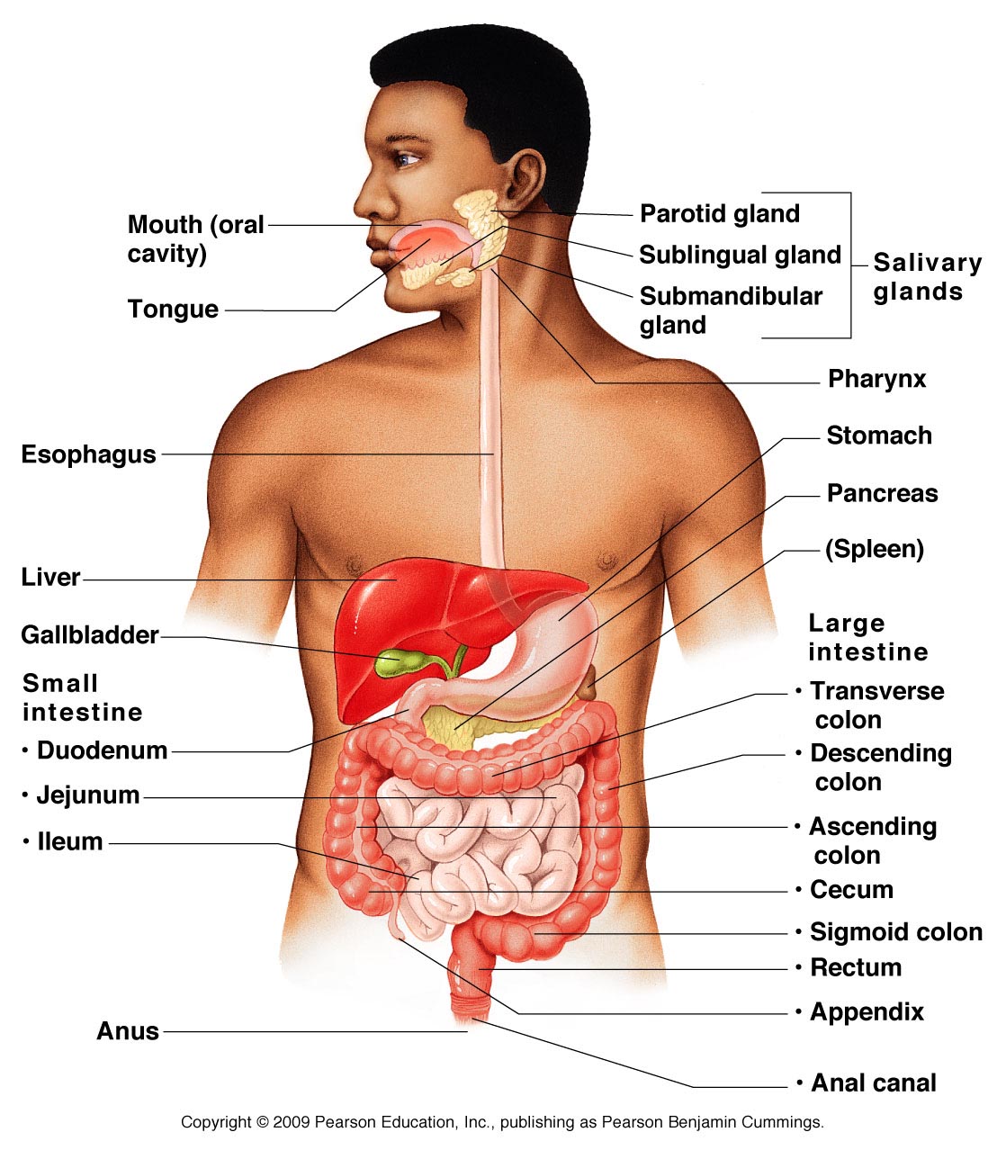 Human Digestive System - Health Images Reference