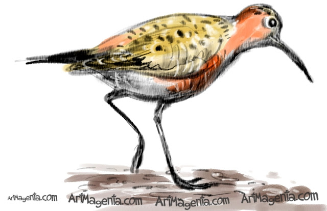 Curlew Sandpiper sketch painting. Bird art drawing by illustrator Artmagenta