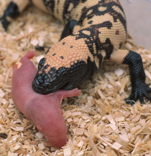 Monster Gila Kadal Berbisa Dari Amerika Utara Re Tawon