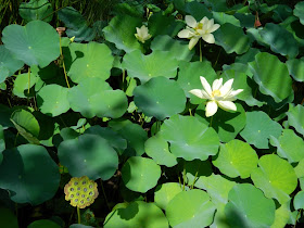 Asian Garden lotus Naples Botanical Garden by garden muses-a Toronto gardening blog