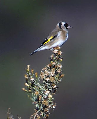 Jilguero (Carduelis carduelis)