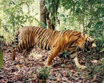 Gambar Harimau Jawa Keren Unik Wallpaper Foto Lucu Yg