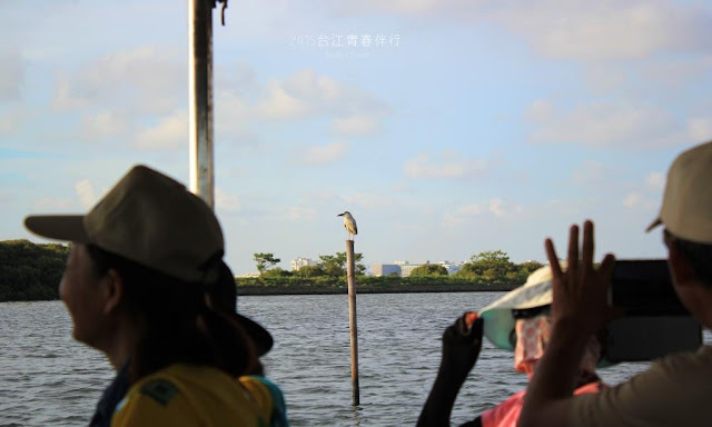 竹筏外的風景，垂手可得都可以看到飛羽的各種姿態。