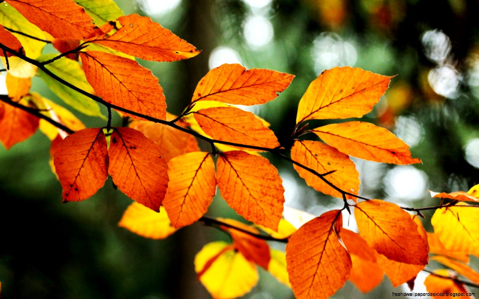 Yellow Leaves Orange Tree Branch