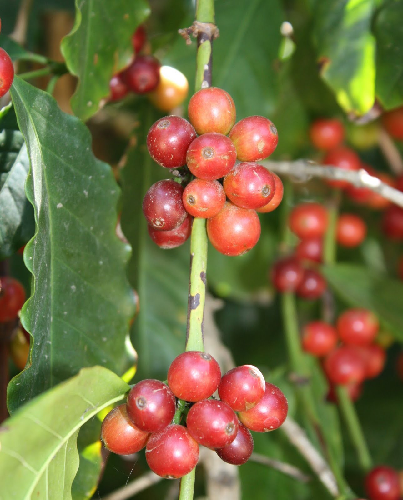 the great fruit hunt coffee berries / coffee cherries