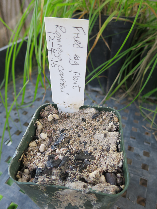 Matilija poppy propagation and happy coincidences