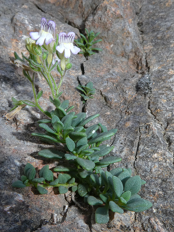 PASOS Congosto de Escales y valle de Llauset, 4 de agosto