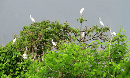 Puisi Tentang Hewan Puisi Suara Burung Belibis Oleh Cucu Hermawan