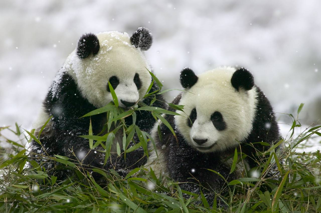  gambar Gambar Panda Lucu Lengkap