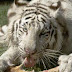 (ΚΟΣΜΟΣ)Τραγωδία: Λευκή τίγρης κατασπάραξε νεαρό σε ζωολογικό κήπο