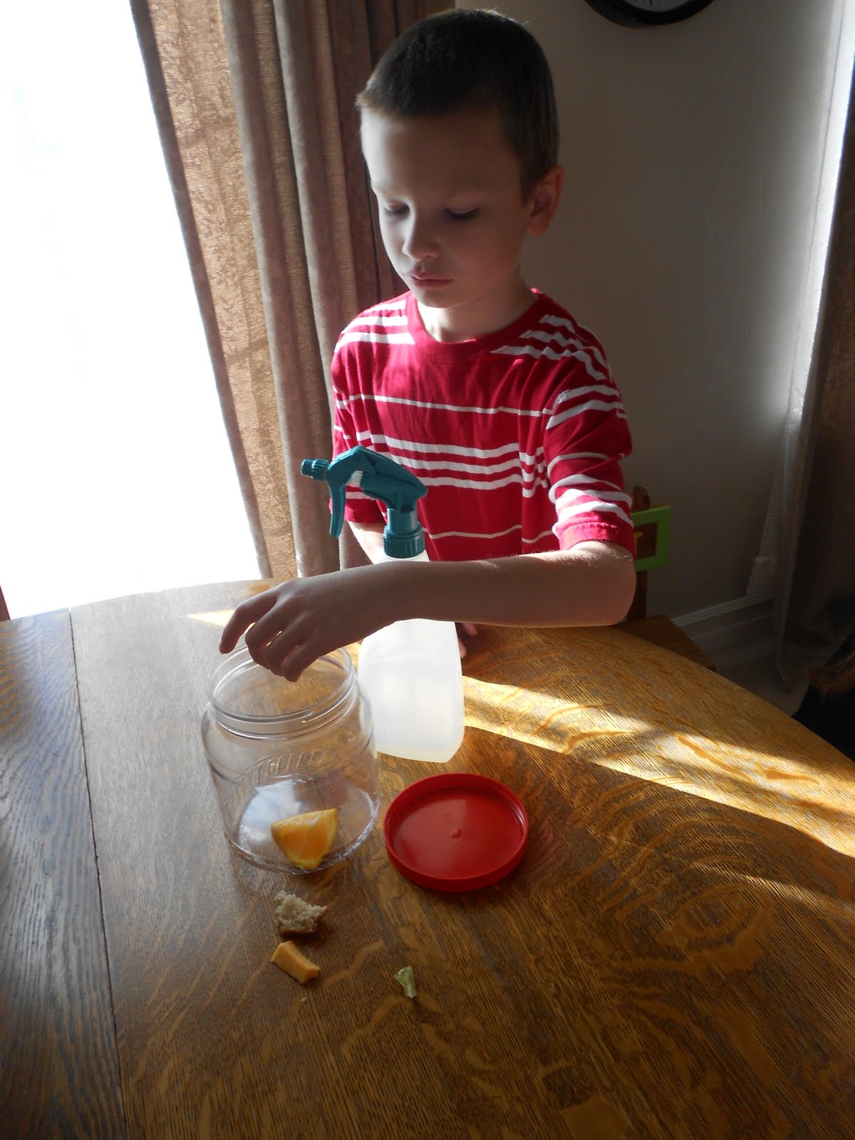 Almost Unschoolers How to Make a Mold Terrarium