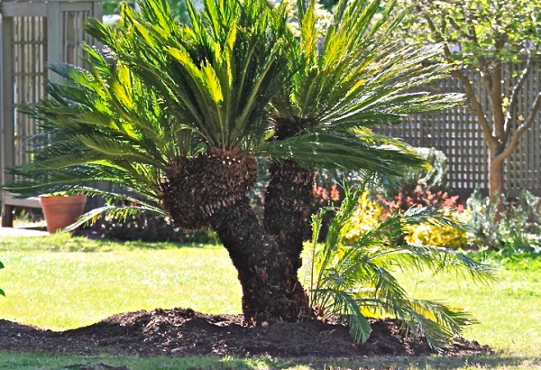 Sago palm: Sago palm planting