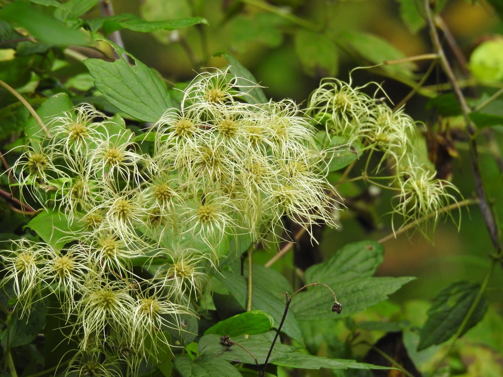 Клематис Виноградолистный (ЧК) - купить, заказать в магазине Натуралист