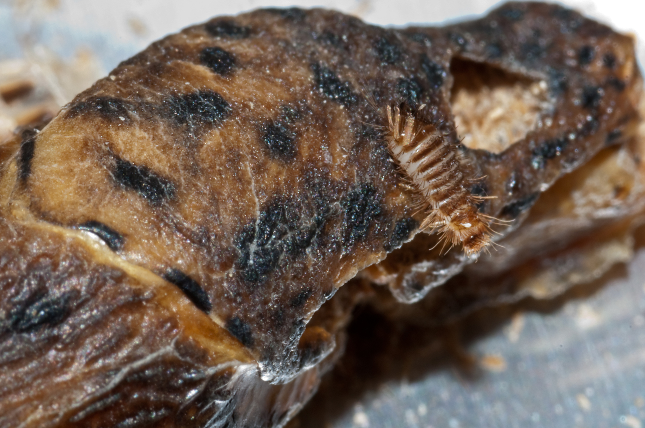Bugs of Mackie Carpet Beetle larva Dermestidae