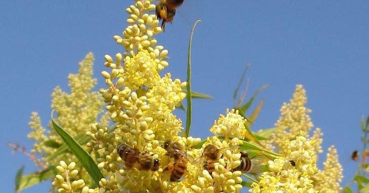 Madu Akasia: Khasiat Madu Lebah