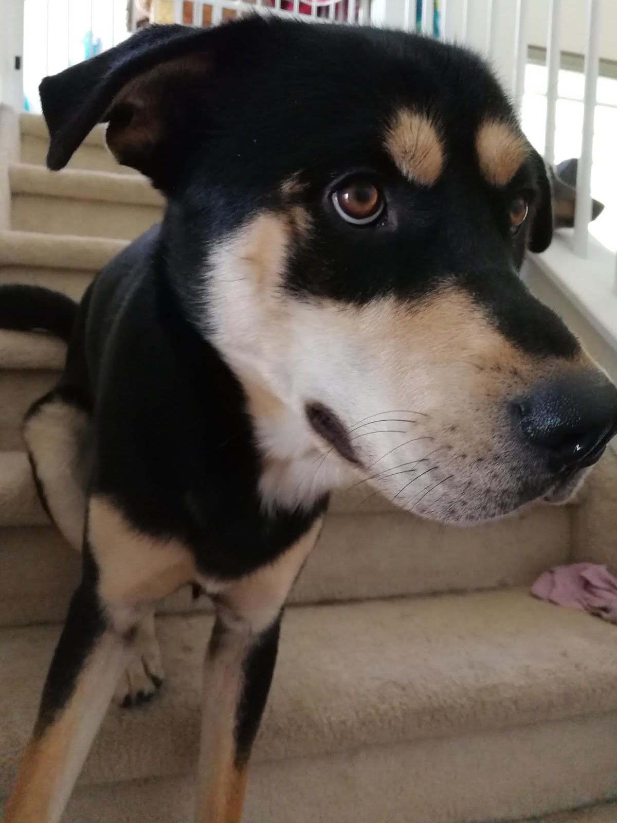 Rottsky = Rottweiler + Husky: Bruh, do I even know you?!