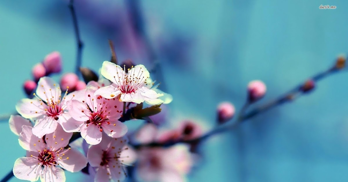 Jawapan Modul Versatile Matematik Tingkatan 1 Buku A  Rasmi My