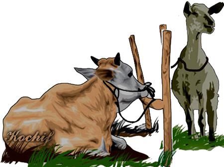 Gambar Lucu Binatang Kurban - Walls Zee