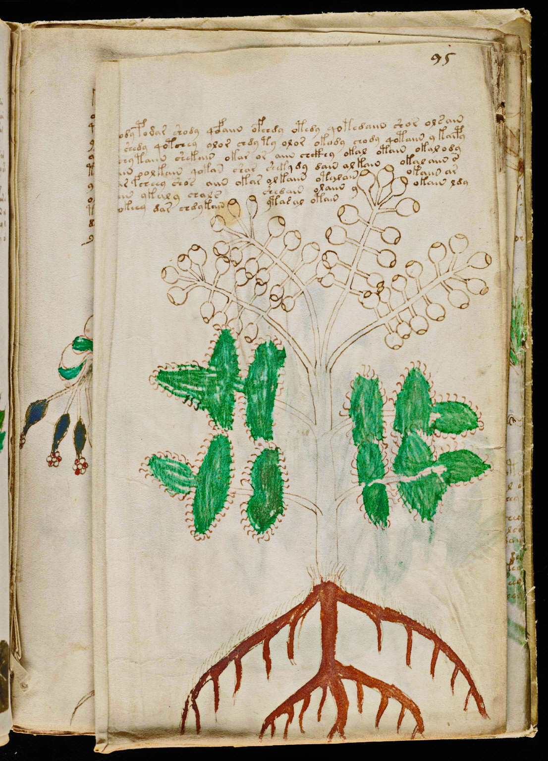 рукопись войнича книга. рукопись войнича (манускрипт войнича). рукопись войнича книга. таинственная книга войнича. самые таинственные книги.