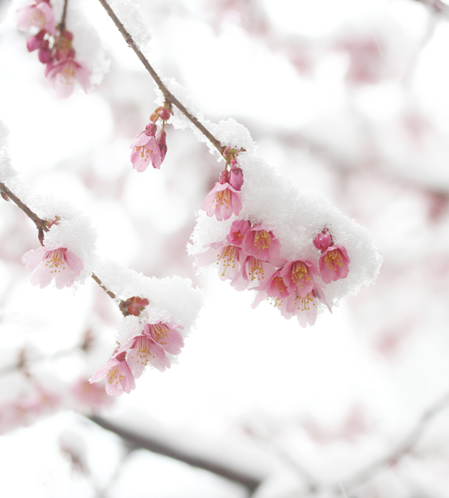 Cherry Blossoms, Spring in NYC, Cherry Blossoms in Snow, April Snow, Spring Snow, Sometimes It Snows In April