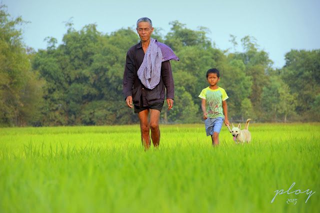 Walking across green rice-field in summer