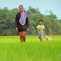 Walking across green rice-field in summer