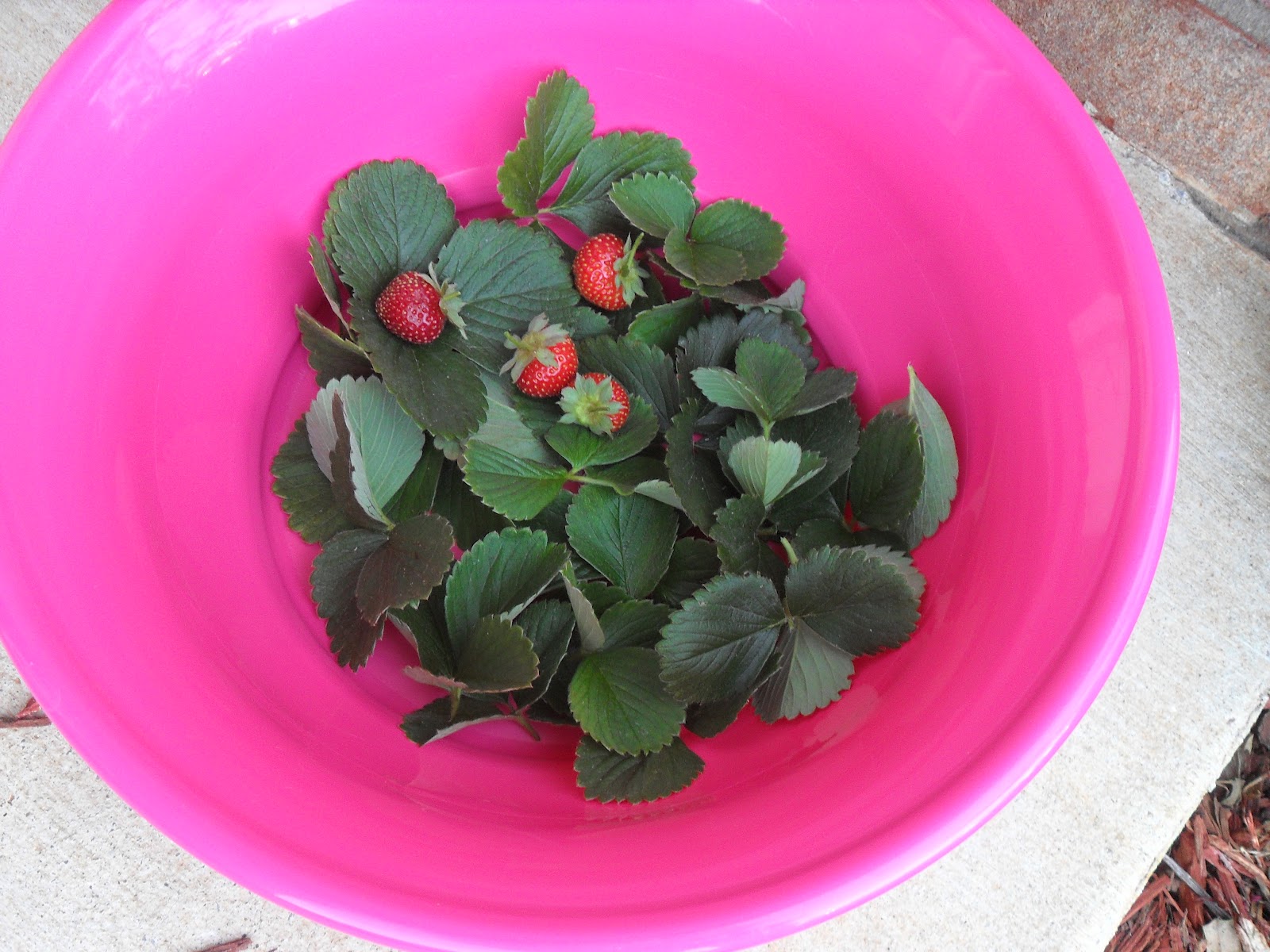 What are the benefits of strawberry leaves?