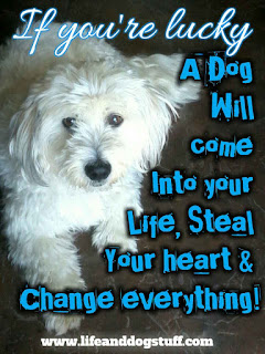 citations sentimentales de chiens | citations de chiens inspirantes