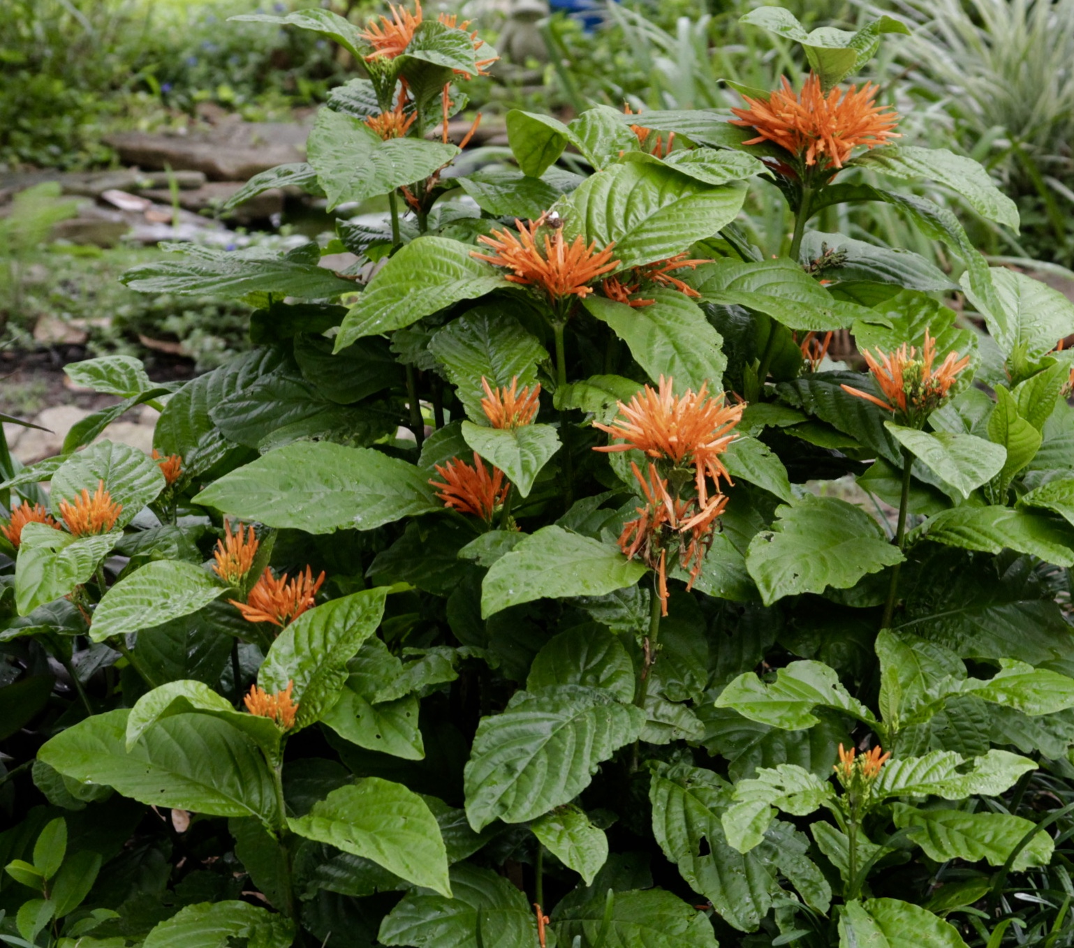 The Nature of Things Wednesday in the garden Justicia