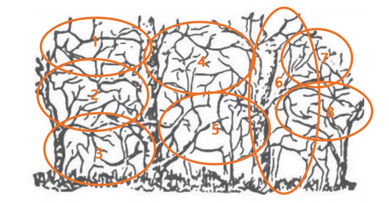 Найти верблюда на картинке альцгеймер