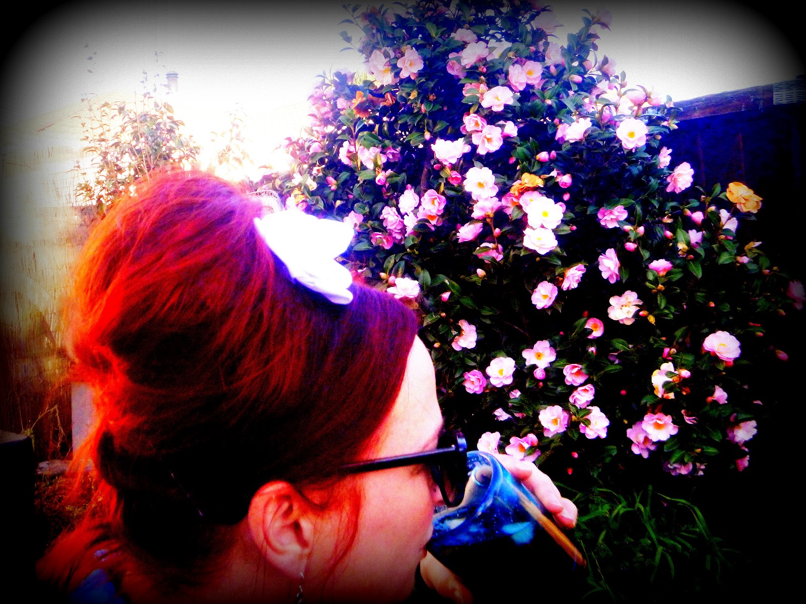 Strawberries Cherries And An Angel's Kiss In Spring
