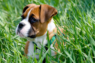 boxer dog in grass