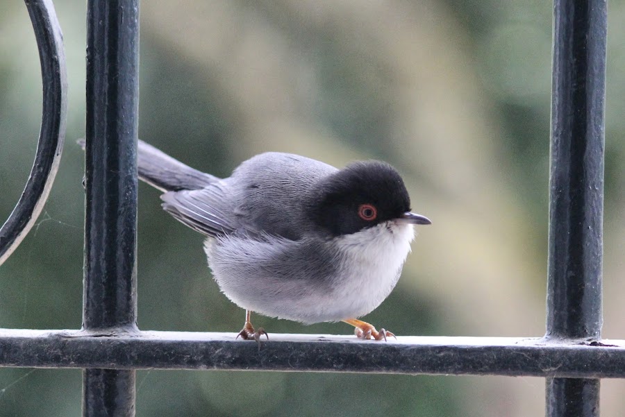 Sylvia melanocephala