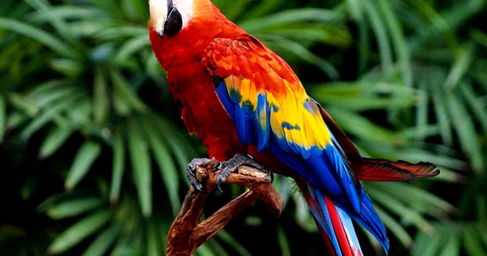 The Tropical Rainforest Animals Wallpapers Gallery