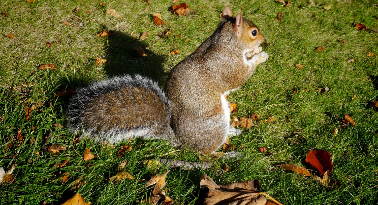 best part of the day nuts for squirrels