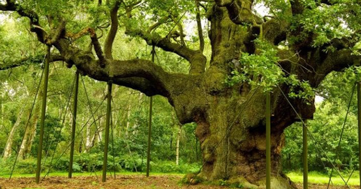 Wildlife and Flowers SAVE SHERWOOD FOREST ENGLAND FROM FRACKING