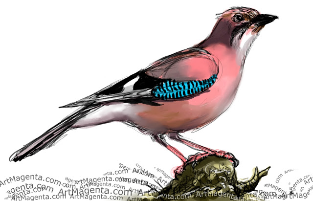 Jay sketch painting. Bird art drawing by illustrator Artmagenta.