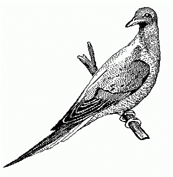 The Passenger Pigeon // La Paloma Migratoria: Passenger Pigeon ...