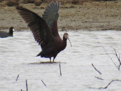 white-faced ibis