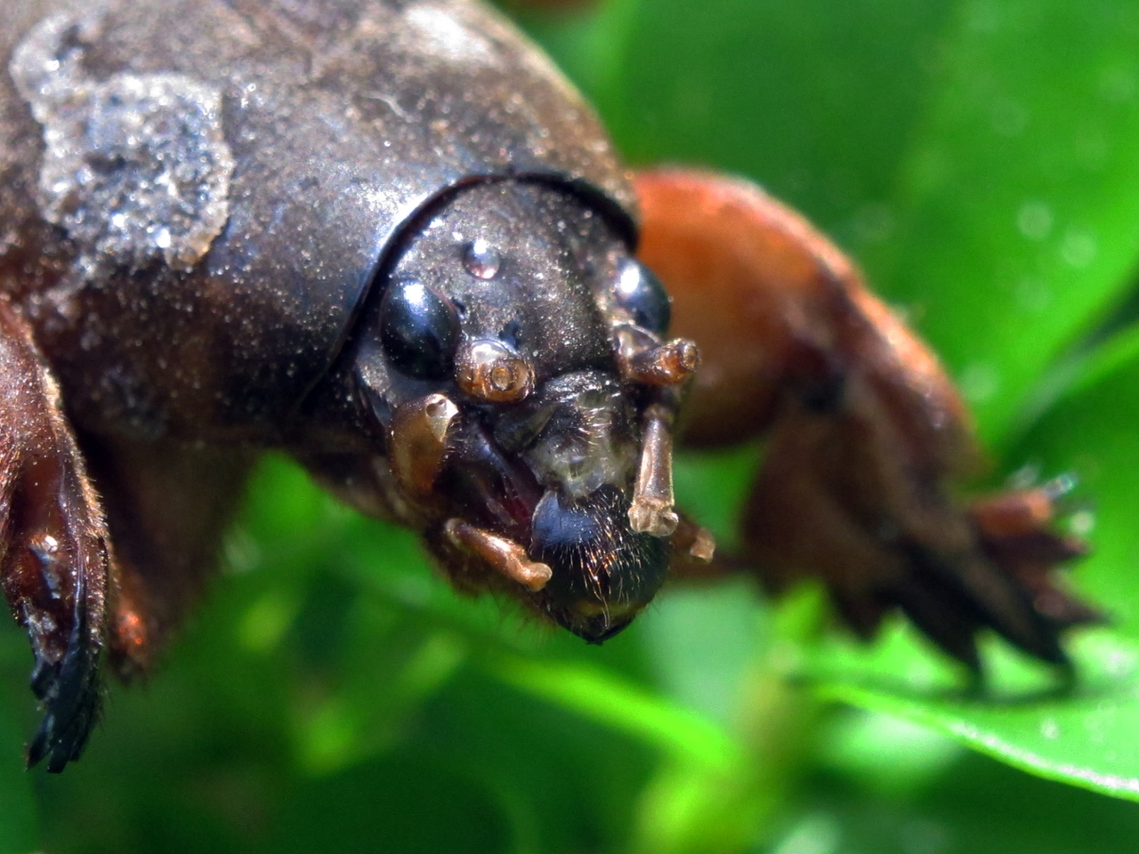NaturAranjuez Gryllotalpa gryllotalpa (GRILLOTOPO