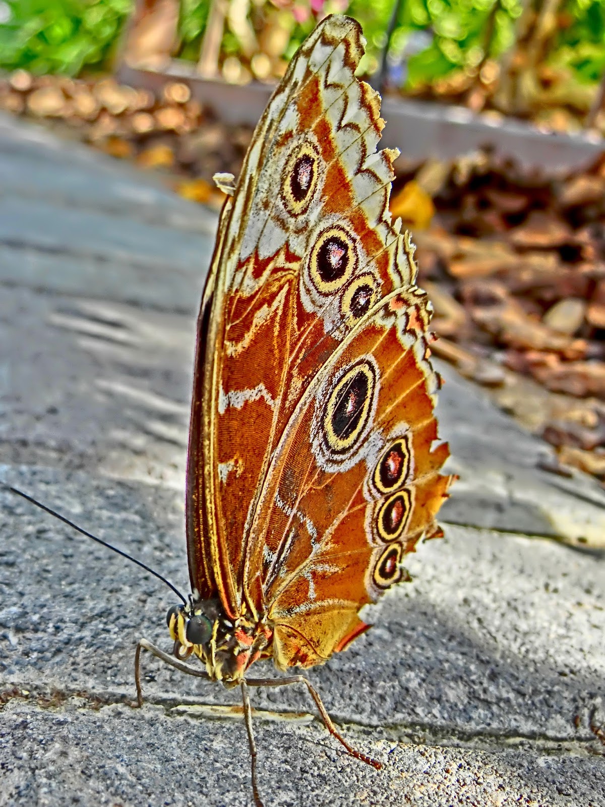 Nau speak Vegas Springs Preserve Butterfly Exhibit