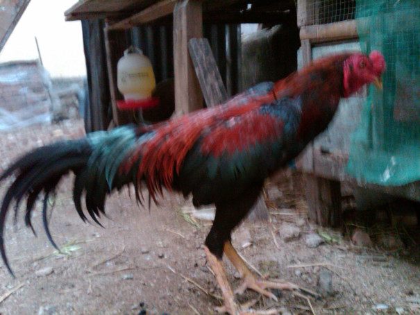 Apakah Games Online Bisa Menguntungkan? FOTO AYAM BANGKOK BERDASARKAN