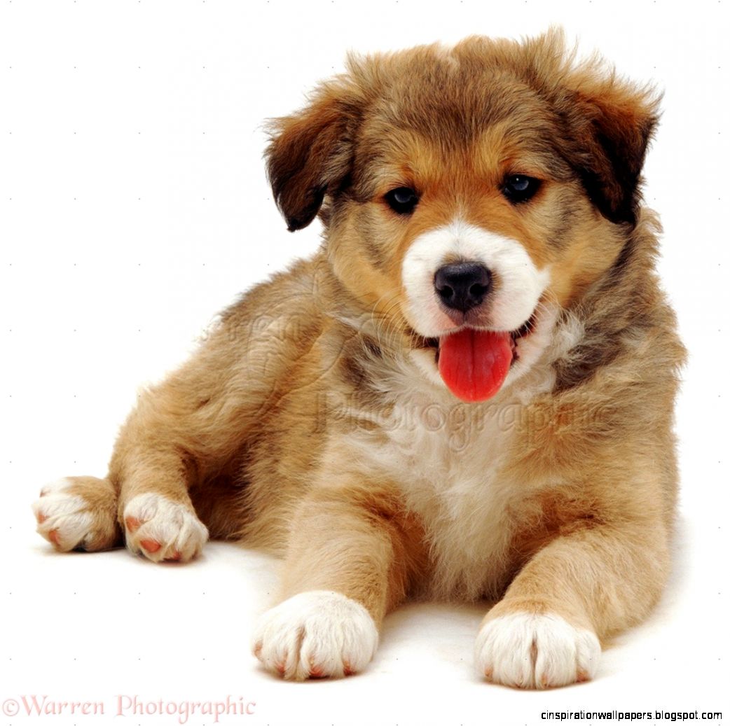 Cute Border Collie Puppy