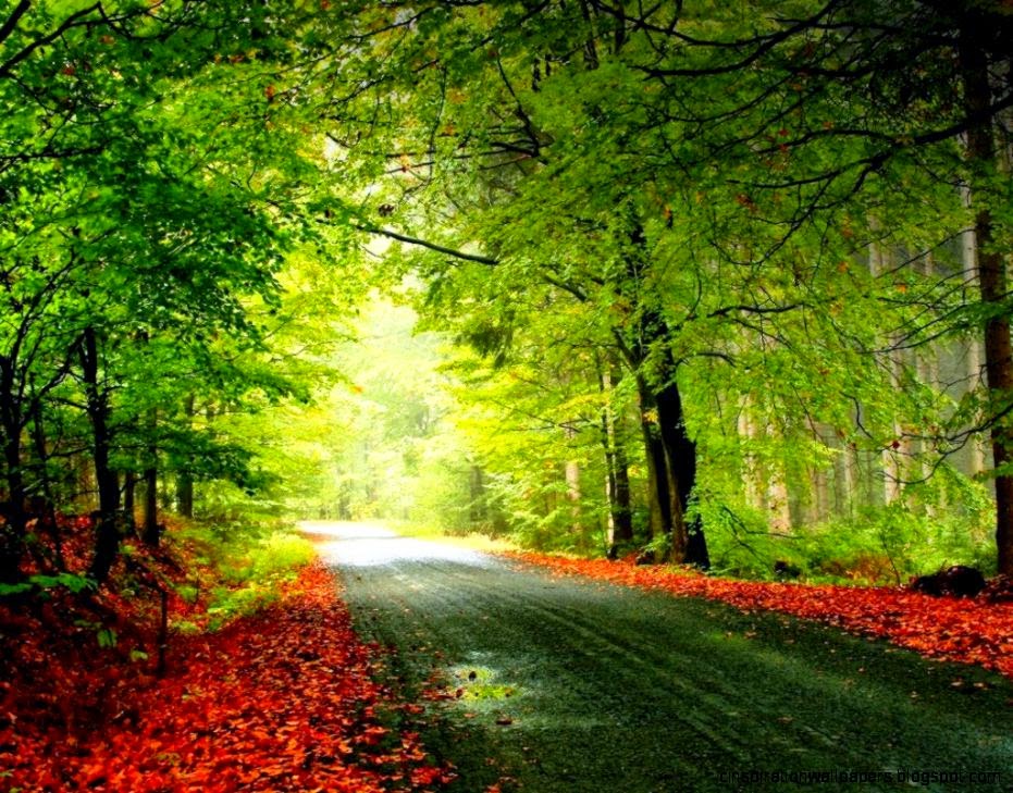 Green Forest Tunnel Autumn Road Route   1024x768 iWallHD