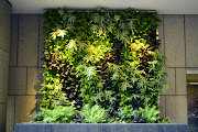 Vertical Garden Installation at 100 Pine St. San Francisco by Chris Bribach .